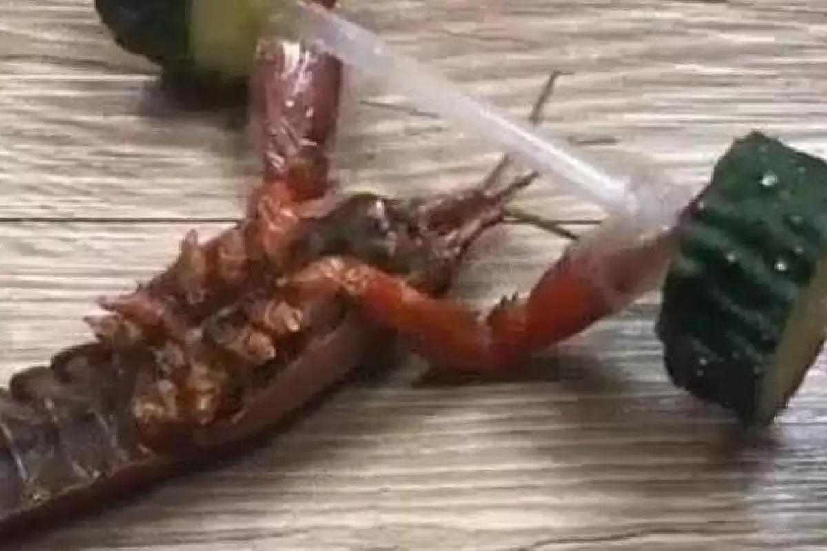 ببینید | تصاویری باورنکردنی از یک خرچنگ در حال وزنه برداری!