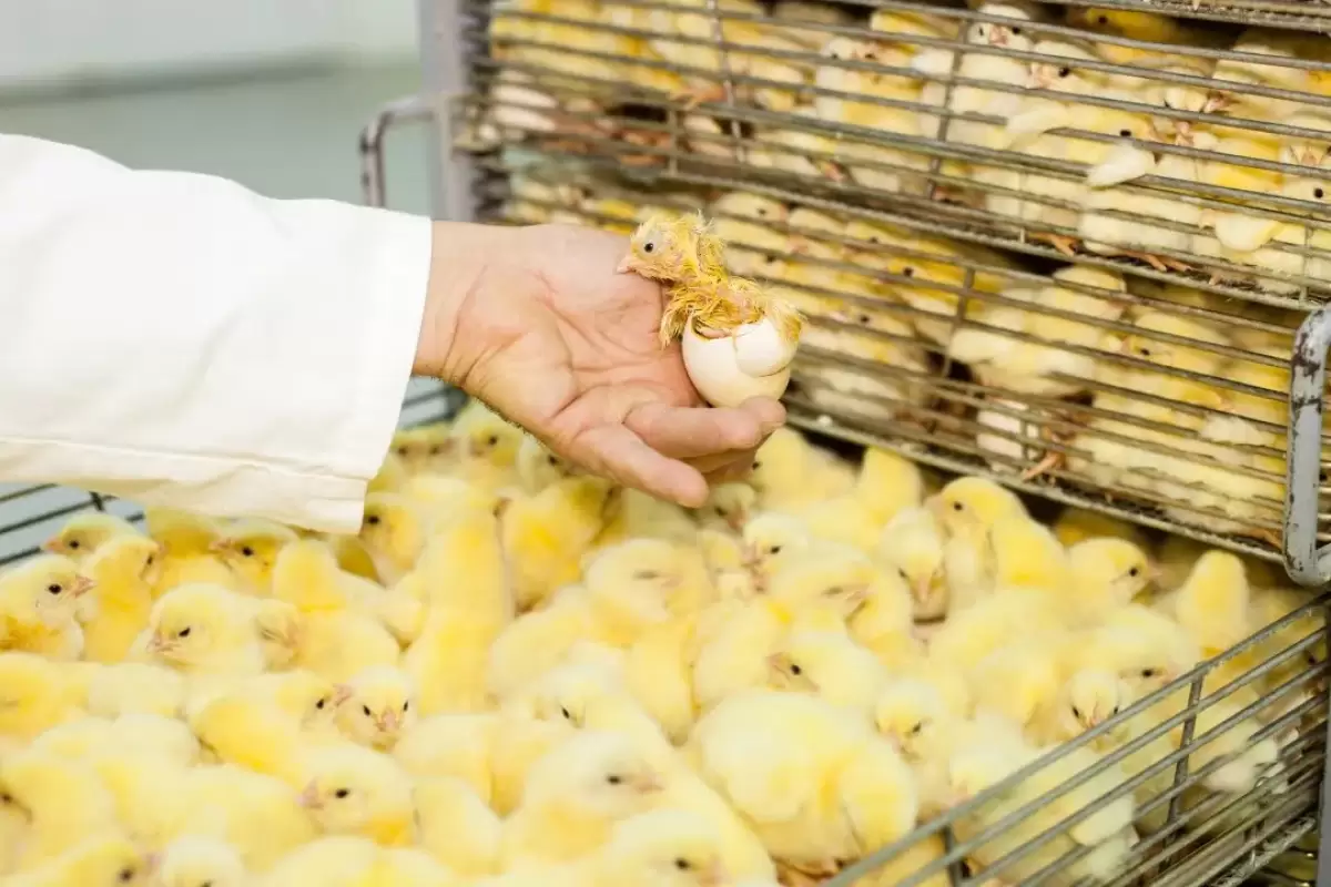 (ویدئو) چگونه میلیون ها «تخم مرغ» در مزارع و مرغداری ها تولید می شود؟