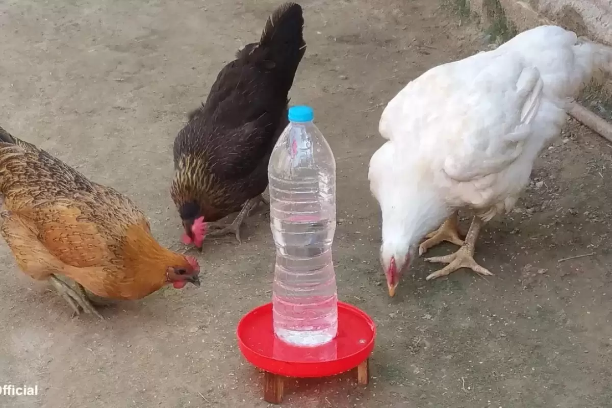 (ویدئو) نحوه ساخت راحت دانخوری و آبخوری مرغ با بطری پلاستیکی آب معدنی