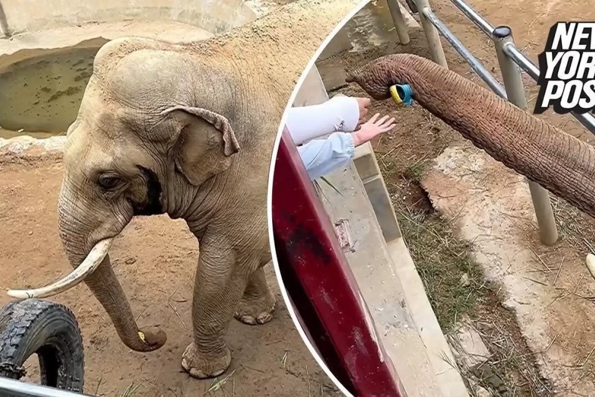 (ویدئو) لحظه‌ای شایان ستایش که یک فیل کفش کودک نوپا را بازگرداند