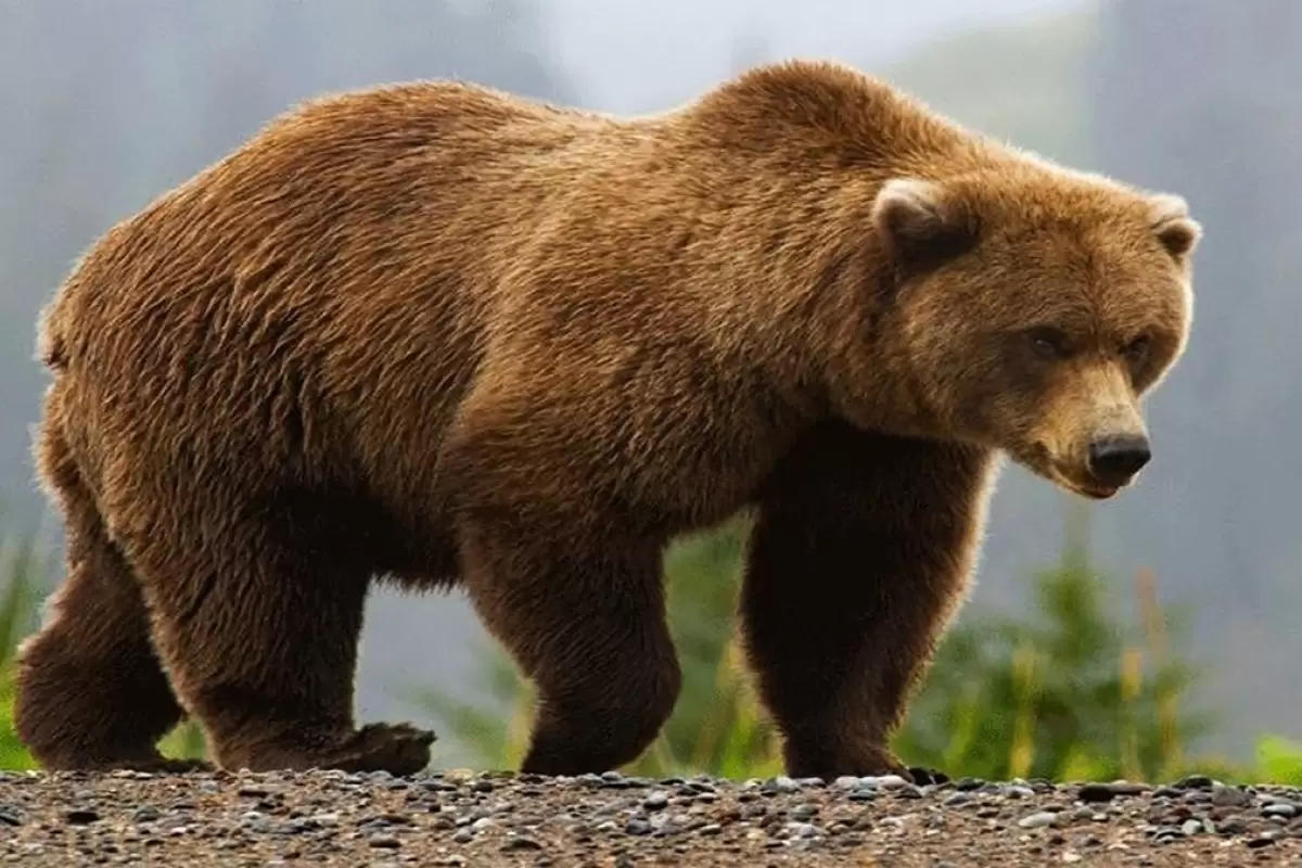(ویدئو) کشتی خرس‌های قهوه‌ای در طبیعت سوادکوه