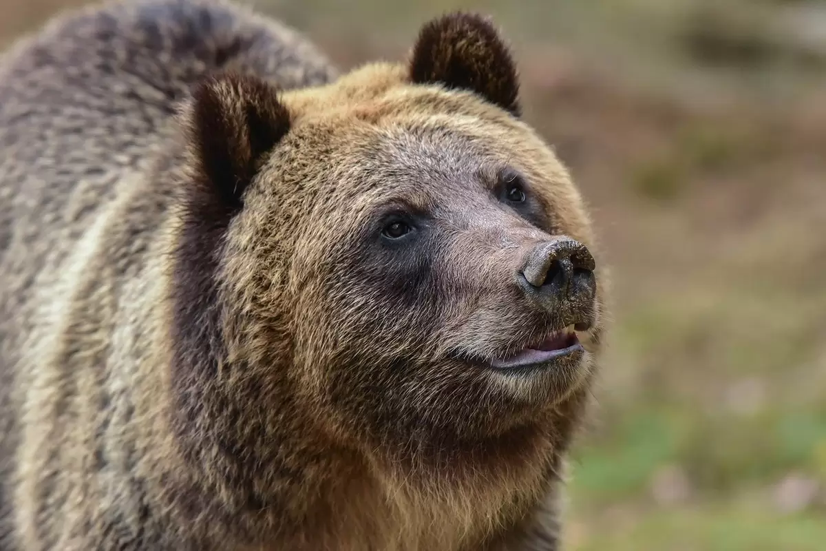 (ویدئو) خرس بی‌رحم جوجه‌های اردک را در باغ‌وحش کشت