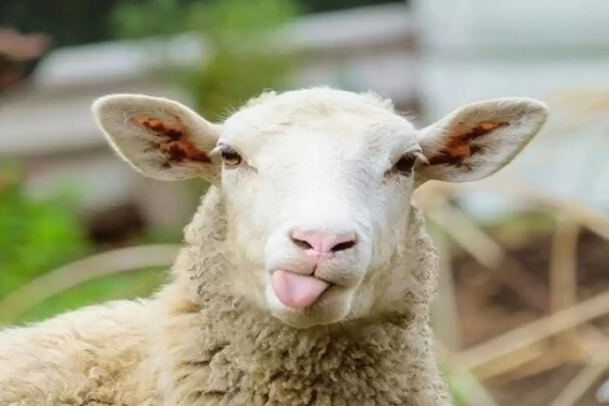 ببینید | تصاویری باورنکردنی از خوردن چایی با قند توسط یک گوسفند