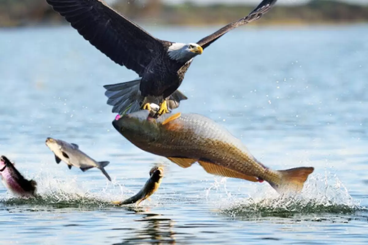 ببینید | شکار ماهرانه ماهی توسط عقاب تیزچنگال