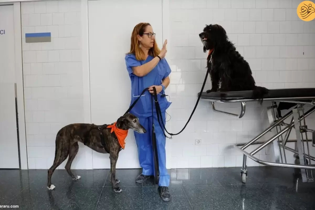 (ویدئو) سگ‌های درمانگر