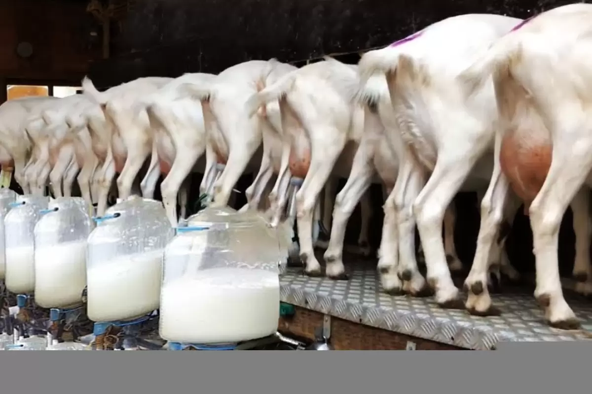 (ویدئو) استرالیایی ها چگونه هزاران بز را پرورش می دهند و شیرشان را فرآوری می کنند؟