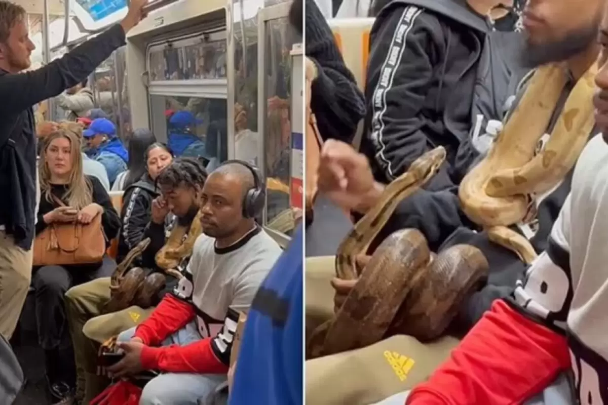 (ویدئو+عکس) مسافری که با دو مار پیتون ترسناک سوار مترو شده است