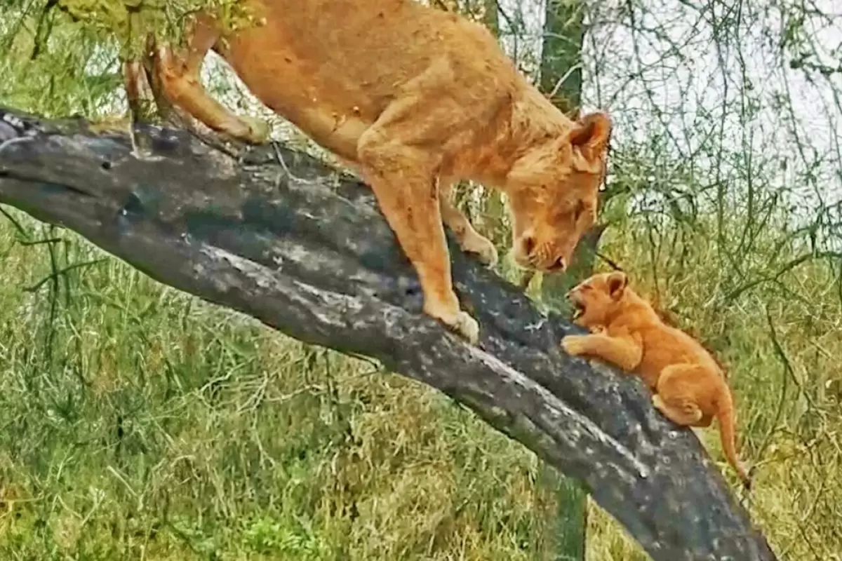 (ویدئو+ عکس) شیر مادر به توله‌های کوچک بالا رفتن از درخت را آموزش داد