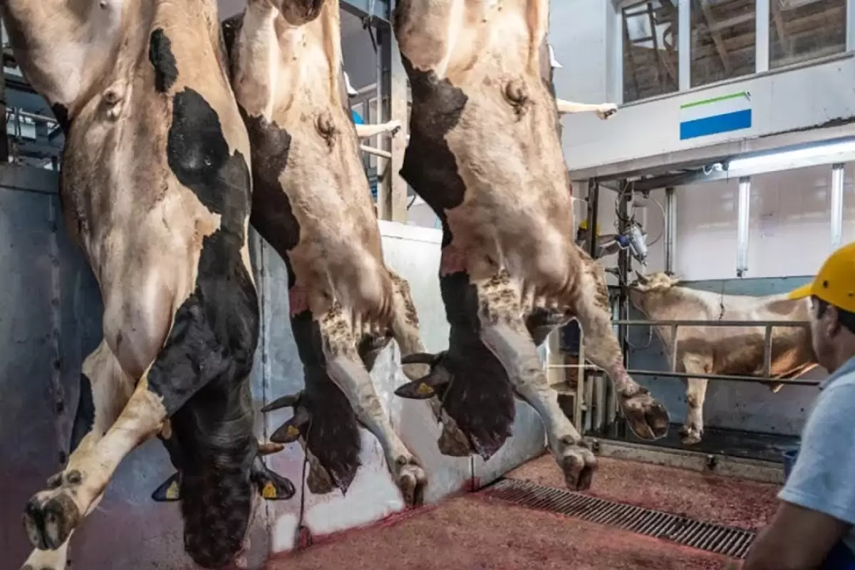 (ویدئو) نحوه پرورش، برش و فرآوری گوشت و پوست هزاران گاو در یک کارخانه مدرن