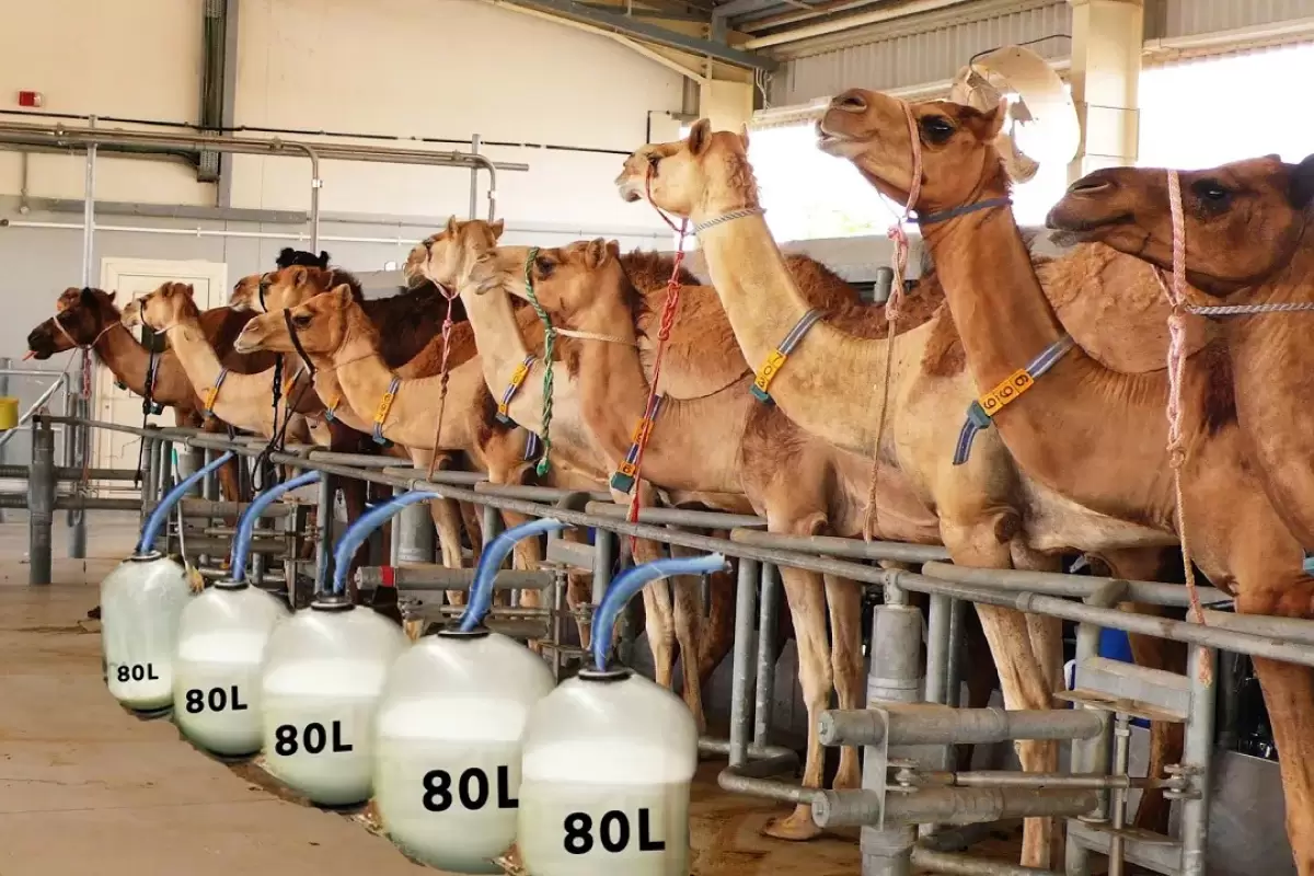(ویدئو) فرآیند پیشرفته پرورش، غذادهی، شیردوشی و فرآوری شیر هزاران شتر در دبی