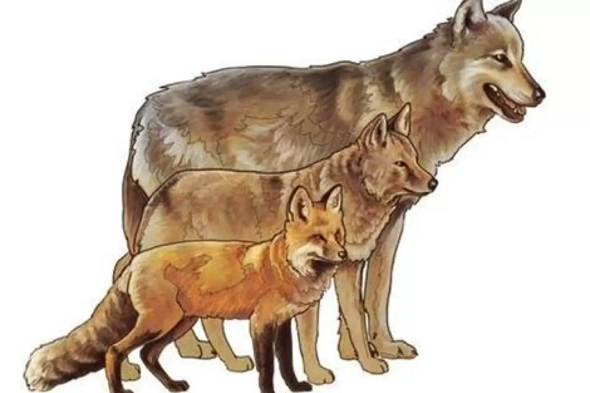 (تصاویر) یک بار برای همیشه تفاوت گرگ، شغال و روباه را با رسم شکل یاد بگیرید