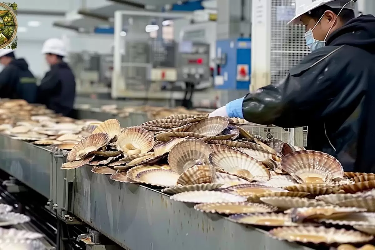 (ویدئو) عملیات دیدنی صید و پردازش صدها تن گوش ماهی و صدف از نمای نزدیک