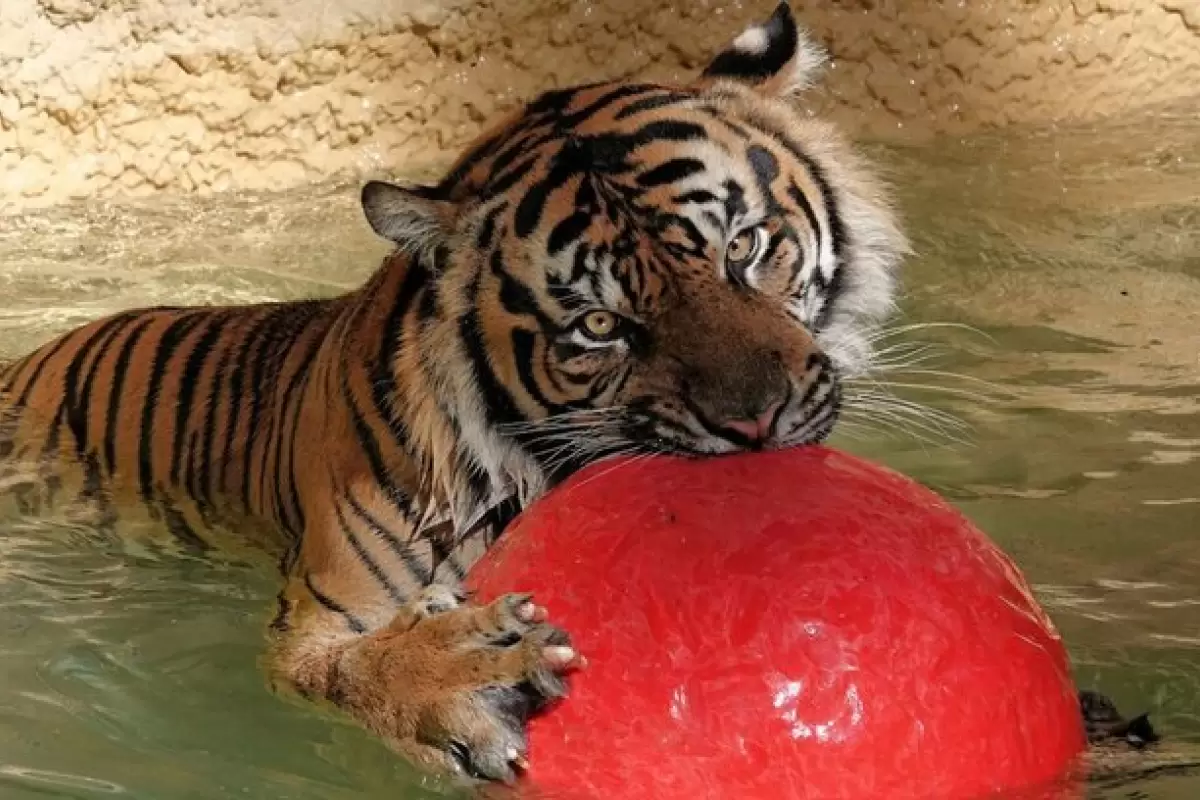 ببینید | تصاویری از توپ بازی بامزه یک ببر در باغ وحش