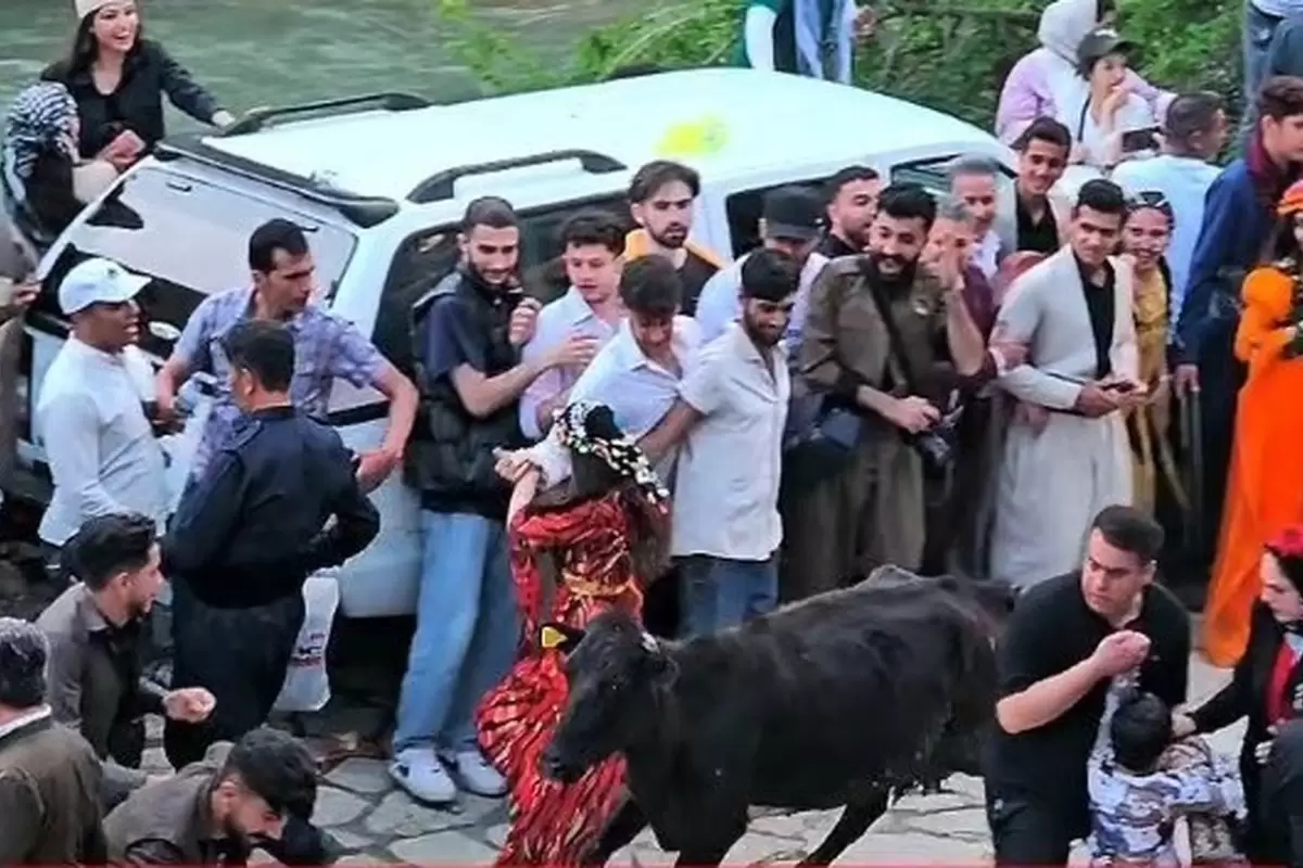 (ویدئو) حمله یک گاو به حاضرین در مراسم دف‌نوازی در روستای پالنگان!