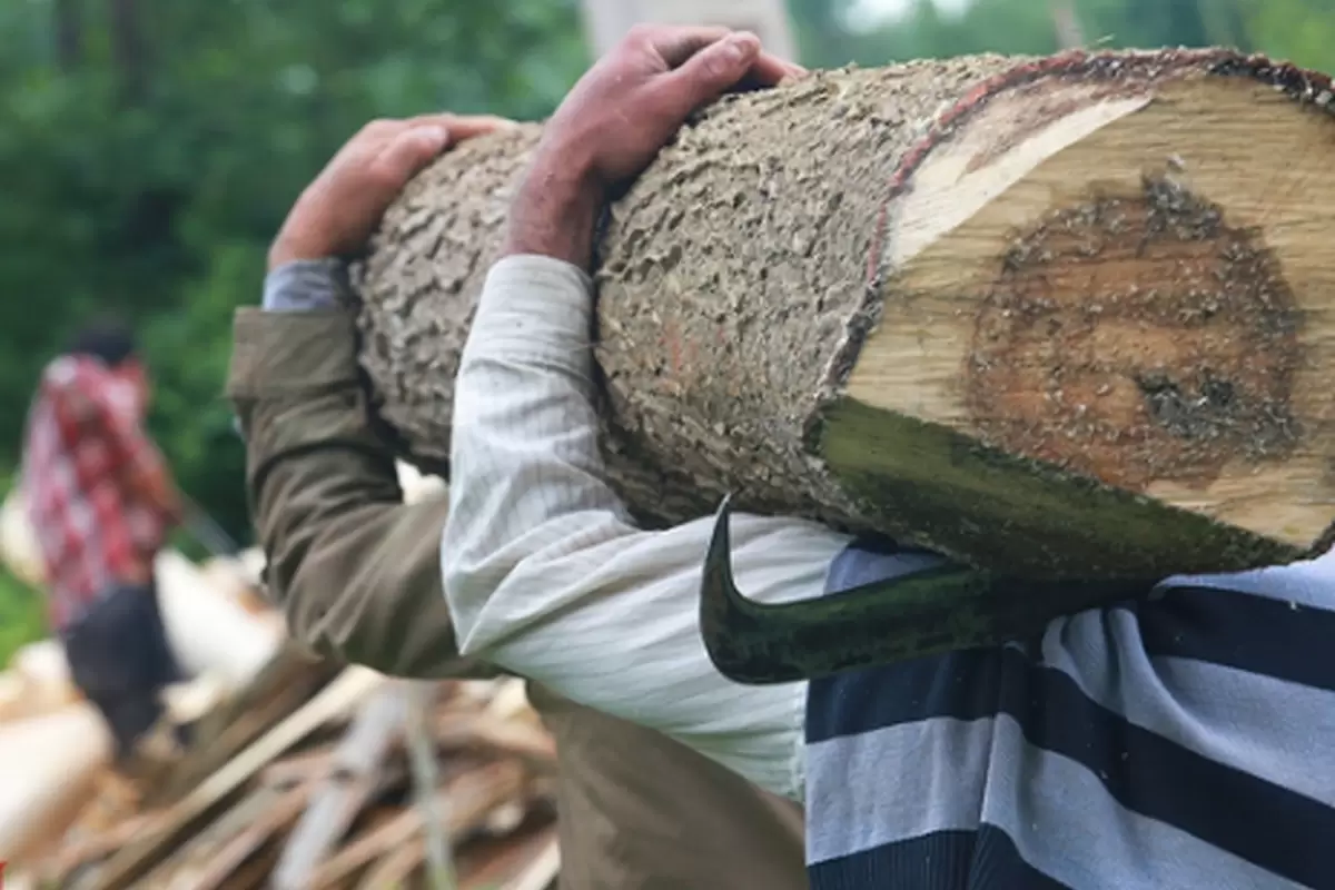 قاچاقچی چوب بهشهر دستگیر شد