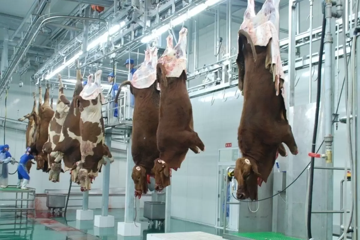 (ویدیو) سلاخی و فرآوری گوشت هزاران گاو برای تولید سوسیس