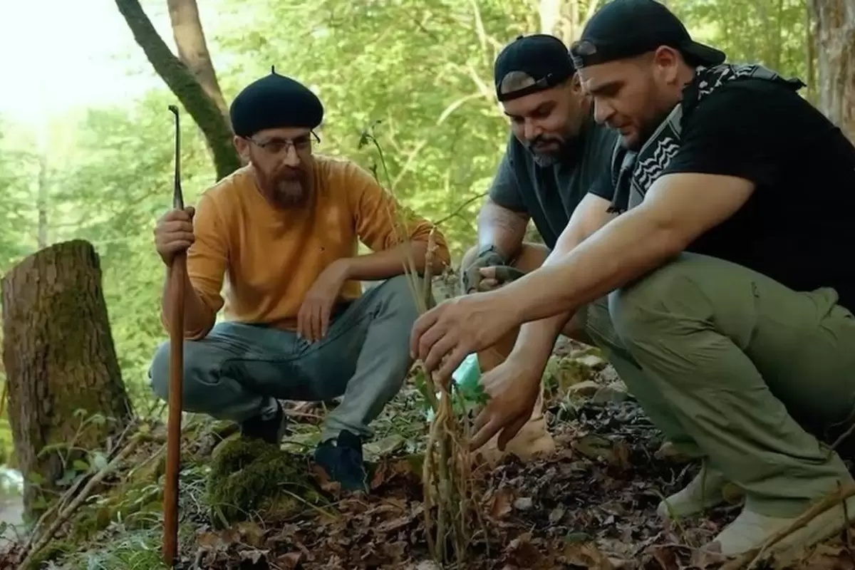 (ویدئو) کاشت نهال به‌جای درختان قطع شده در جنگل‌های هیرکانی