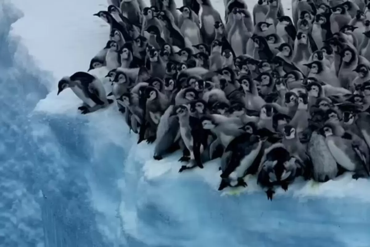 (ویدئو) لحظه‌ی دلهره‌آور و در عین حال بامزه‌‌ی اولین شیرجه و شنای جوجه پنگوئن‌ها