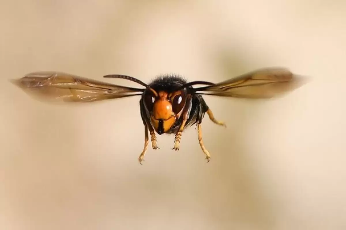 ببینید | ویدیویی با بازدید میلیونی؛ زنبور بی سر، سرش را در دستش گرفت و پرواز کرد!