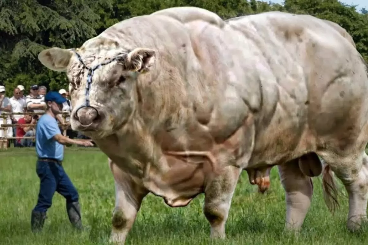 (ویدئو) سنگین ترین و غول پیکرترین گاوهای نر کره زمین؛ گاوهای 2 تنی