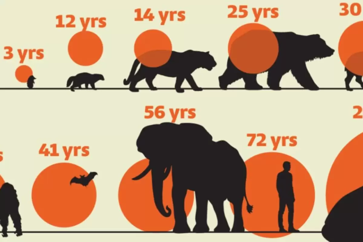 ( اینفوگرافیک ) متوسط طول عمر پستانداران چقدر است؟