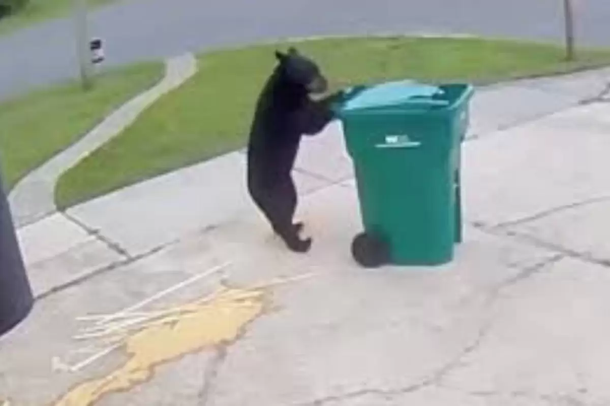 ببینید | تصاویری عجیب از سرقت یک سطل زباله توسط خرس!
