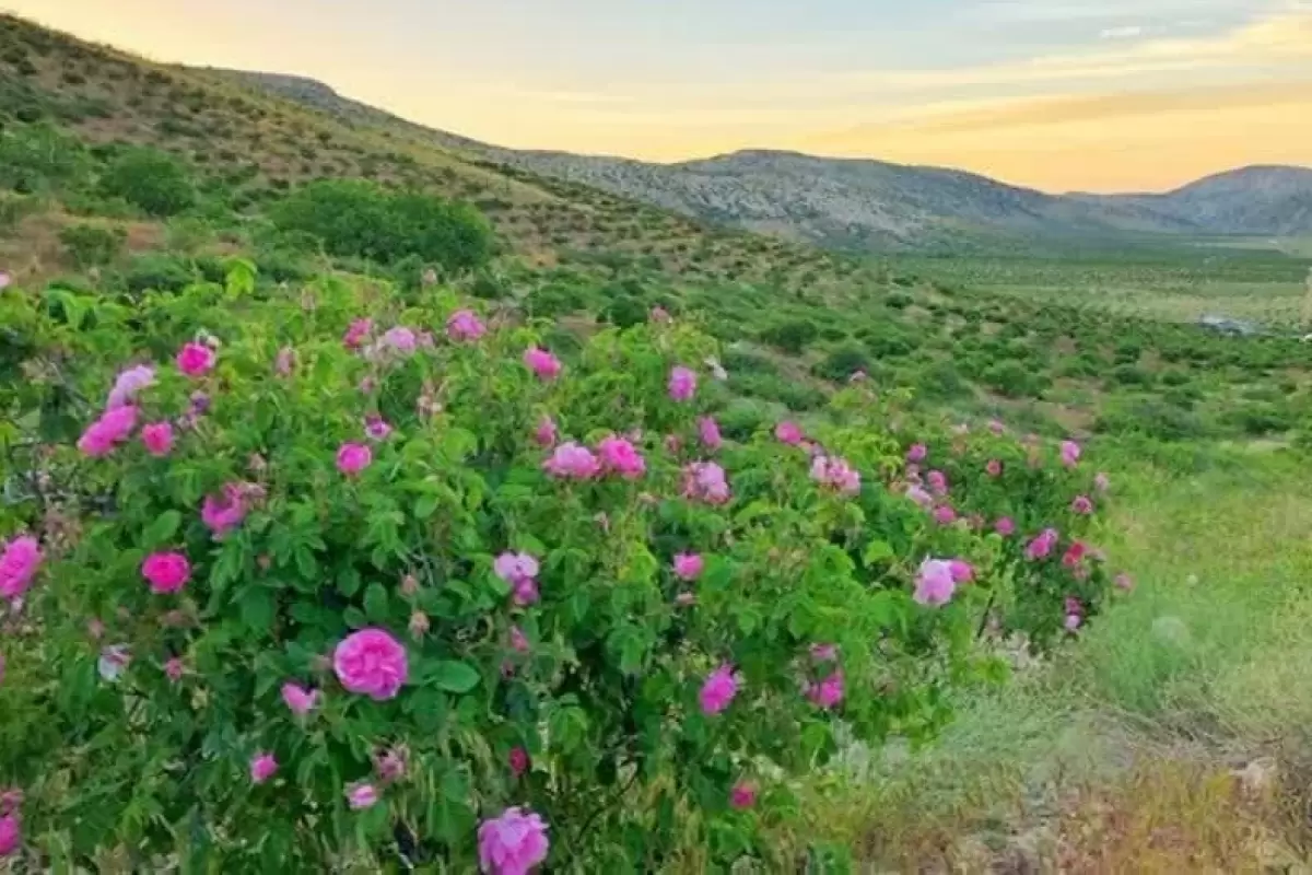 پیش‌بینی برداشت هفت تن گل محمدی در داراب