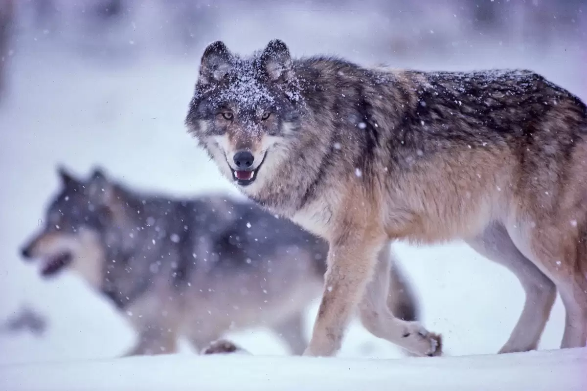 4 افسانۀ غیرواقعی دربارۀ گرگ‌ها