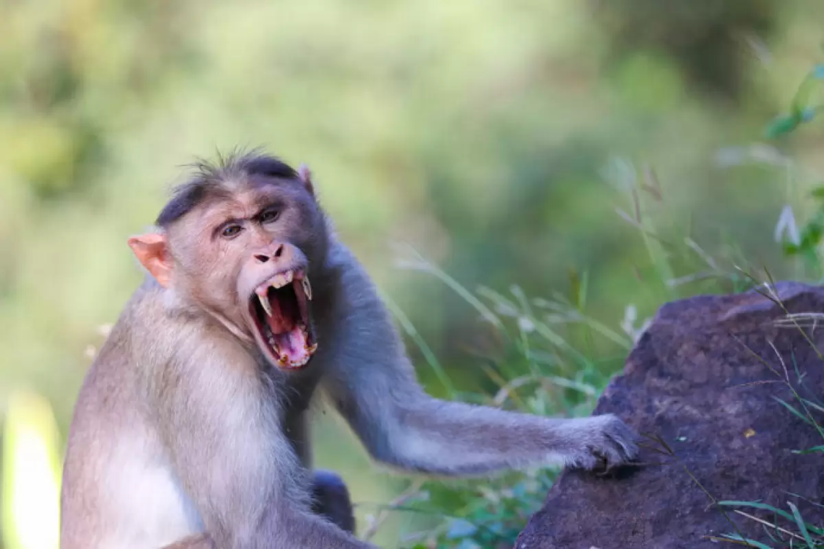ببینید | تصاویری دیدنی از قلدربازی میمون برای ۲ مار کبری