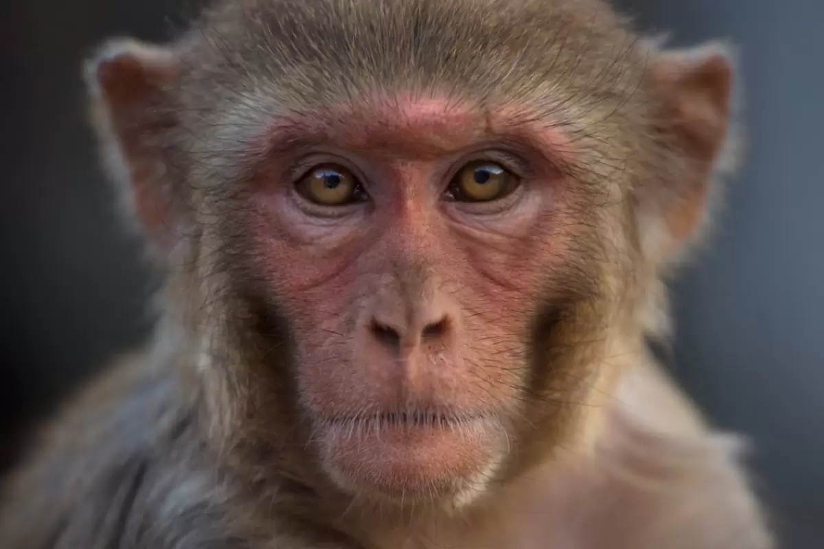 (ویدئو) بلایی که مار بر سر میمون کنجکاو آورد