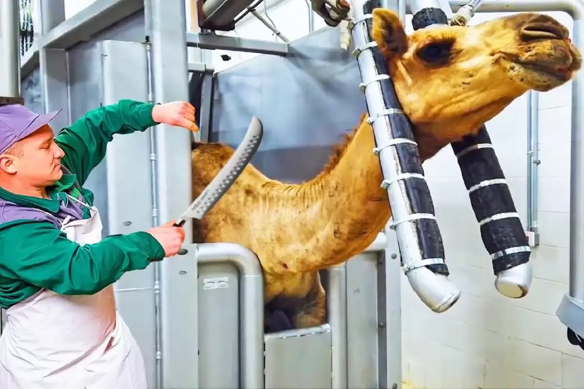 (ویدئو) ببینید چگونه عربستان ها بیشترین شتر جهان را تولید و مصرف می کنند