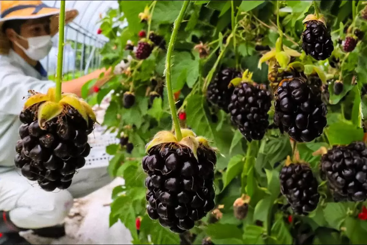 (ویدئو) فرآیند شگفت انگیز کاشت و برداشت شاه توت در مزارع آمریکا