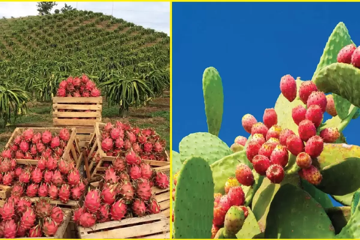 (ویدئو) نمای نزدیک از فرآیند پرورش میوه اژدها و میوه کاکتوس در بیابان