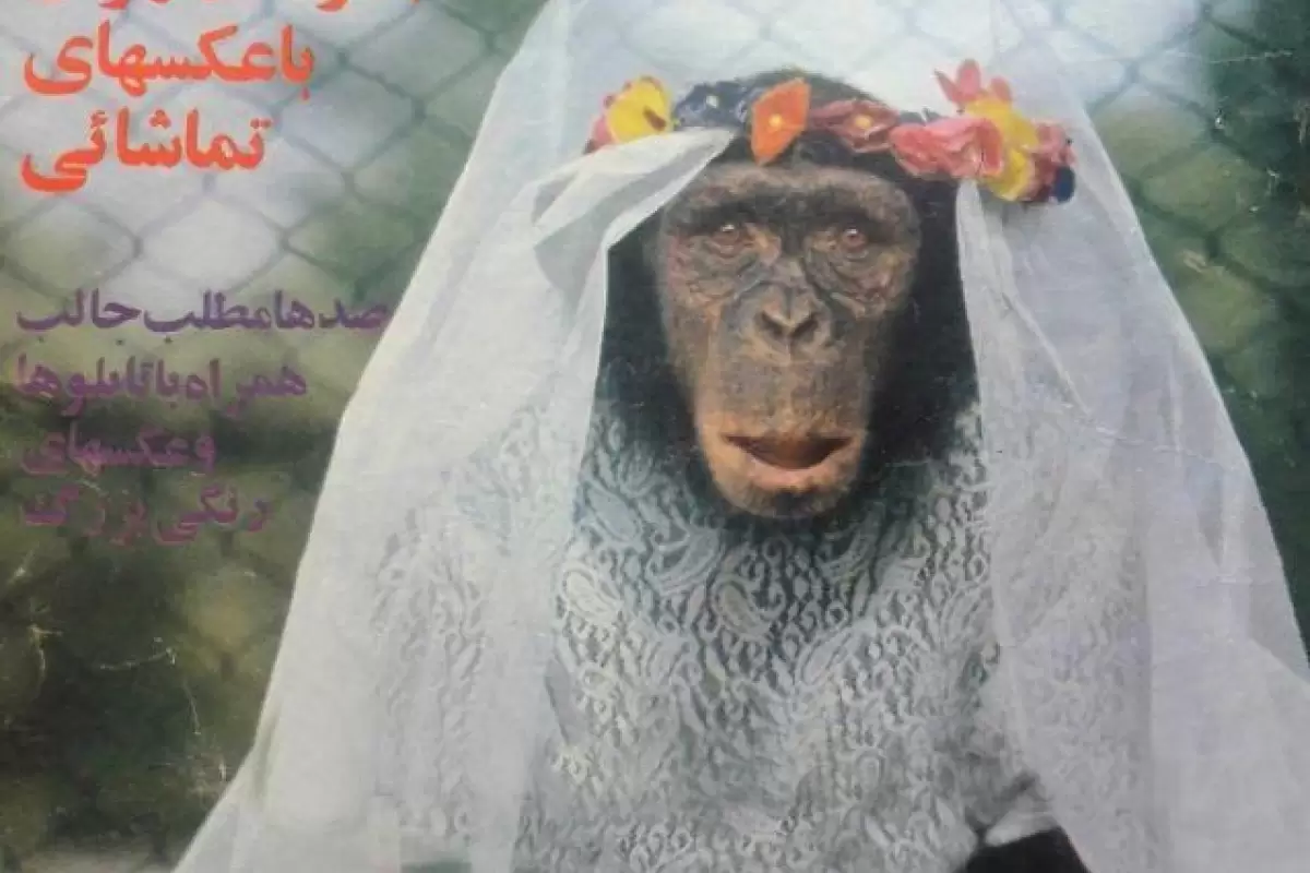 (تصاویر) سفر به ایران قدیم؛ عکس‌های مراسم ازدواج ۲ میمون در باغ وحش تهران را ببینید!