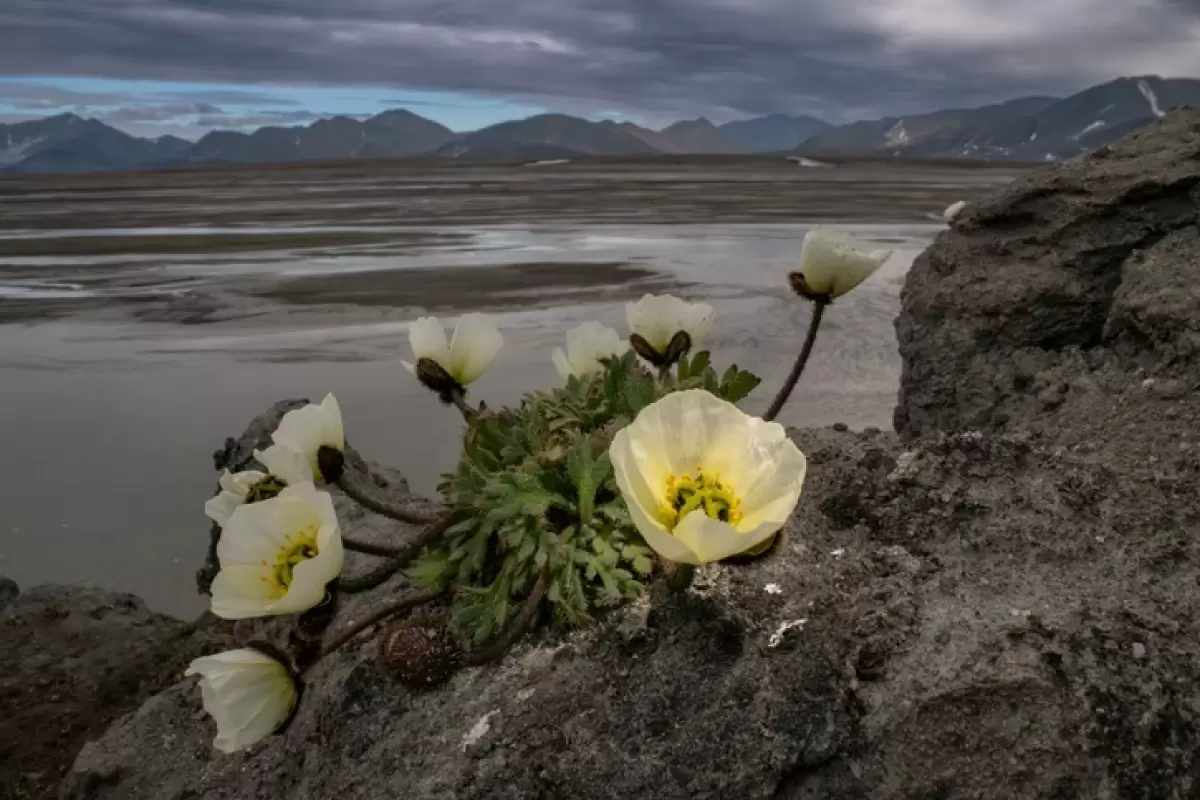 در جستجوی خشخاش قطبی؛ گلی که در مرز شمالی جهان رشد می‌کند