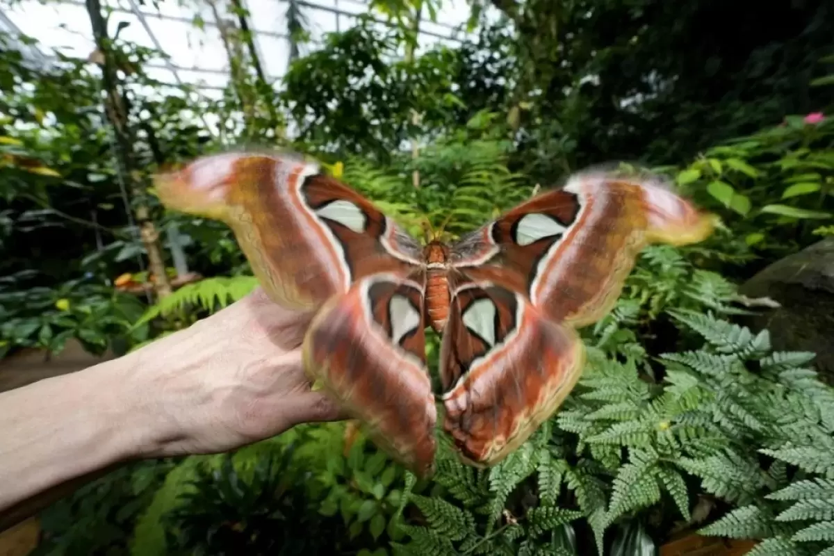 (ویدئو) بهشت پروانه در ترنتو، سفر به دنیای جادویی تنوع زیستی