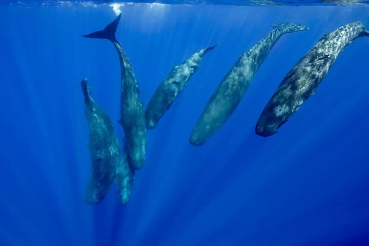 (تصاویر) کشف عجیب و جدید محققان: زبان نهنگ عنبر همانند انسان «الفبایی» است