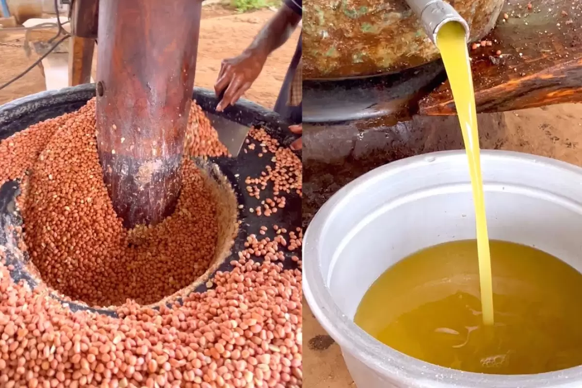(ویدئو) فرآیند تماشایی روغن گیری سنتی از صدها کیلو بادام زمینی با گاو در هند