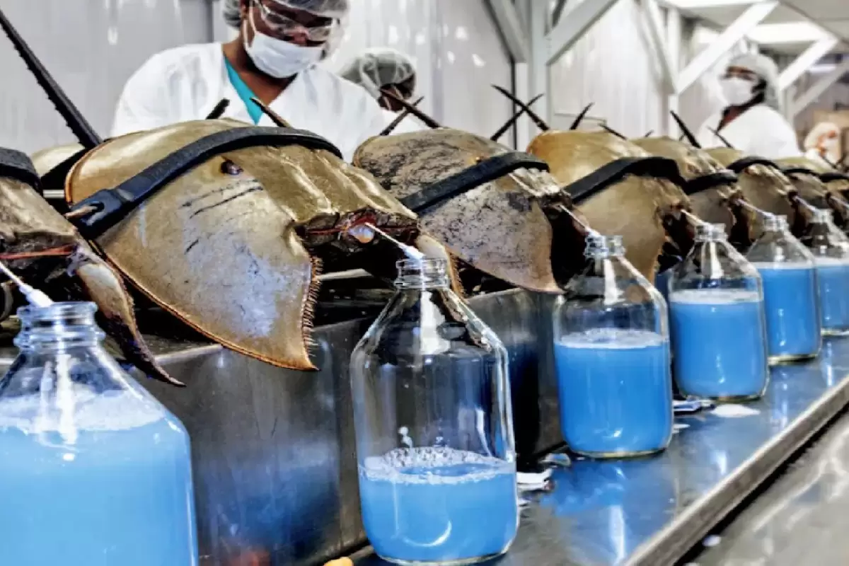 (ویدئو) فرآیند پرورش و تکثیر خرچنگ نعل اسبی؛ مراحل استخراج خون آبی