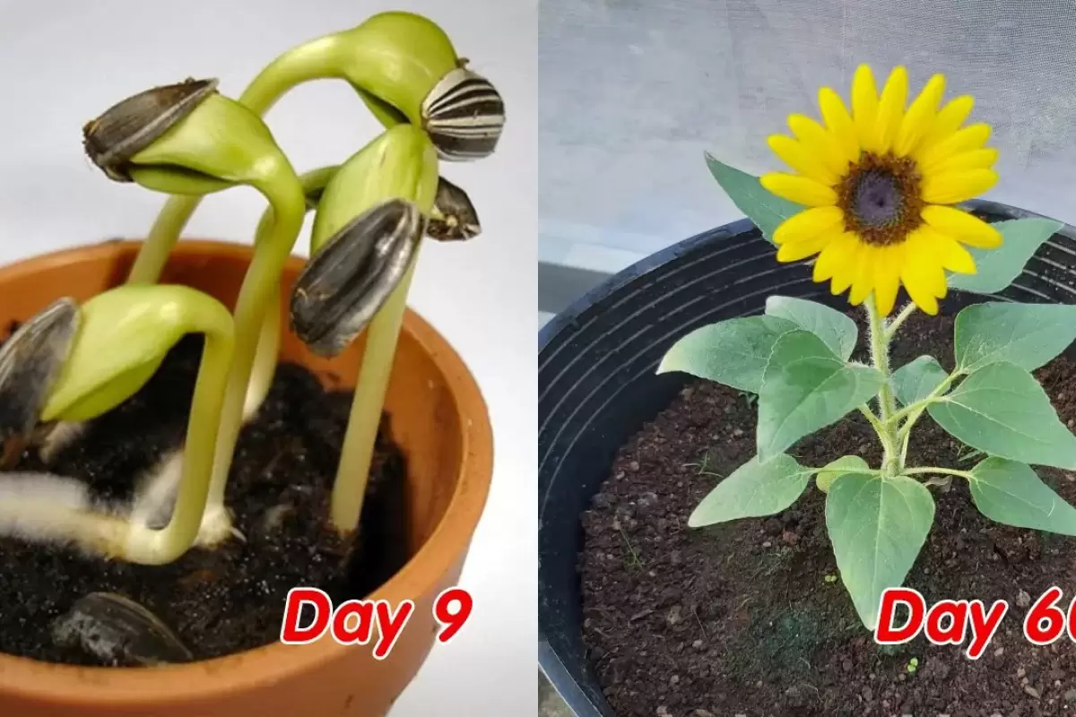 (ویدئو) نحوه پرورش آسان و بی دردسر گل آفتابگردان گلدانی در منزل