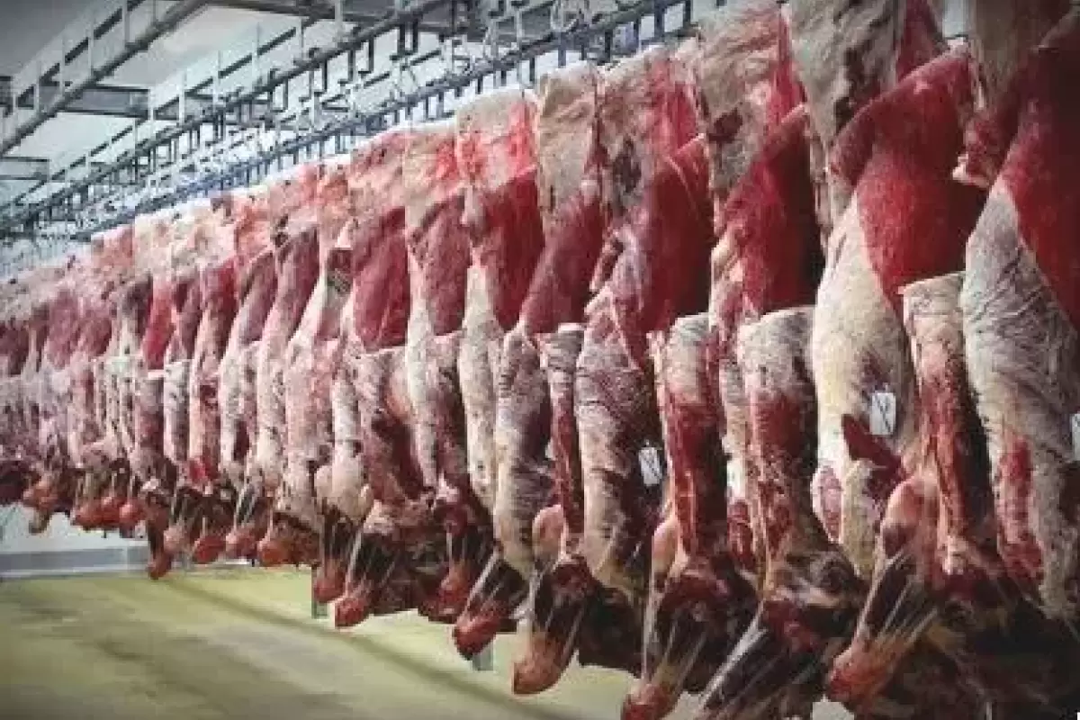 چرا توزیع گوشت دولتی فقط با صف ممکن است؟