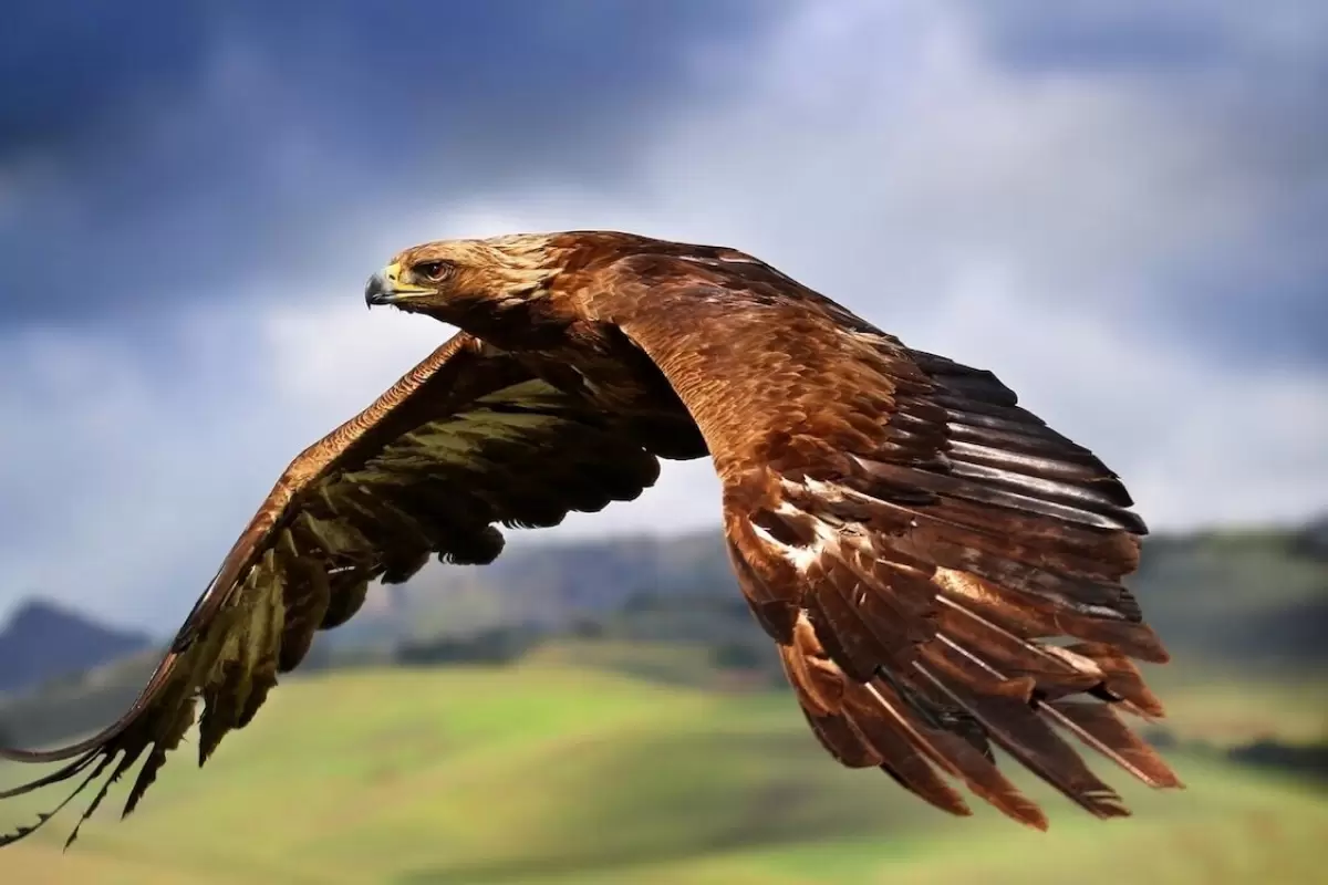 (ویدئو) آزادسازی یک عقاب بعد از ۲۱۷ روز درمان