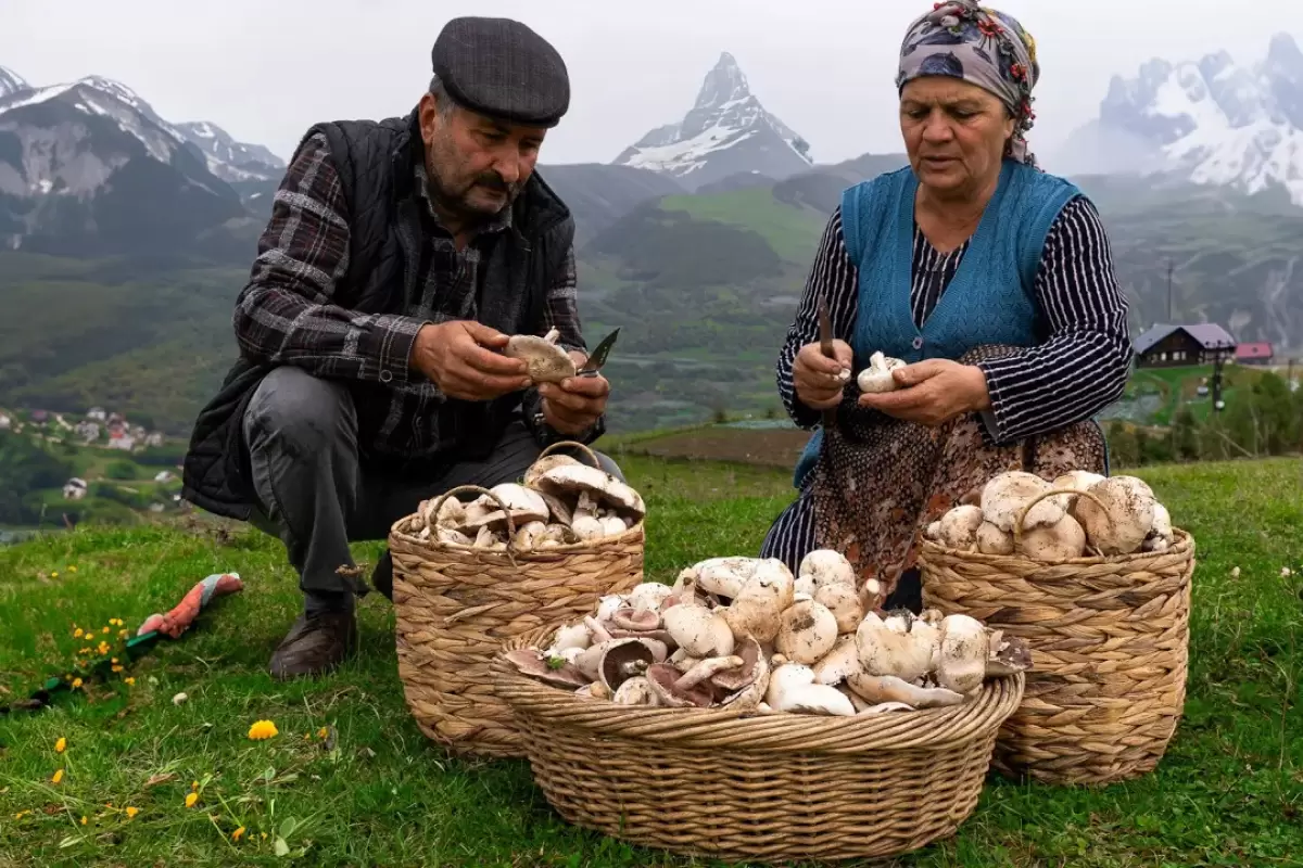 (ویدئو) فرآیند برداشت و پختن غذا با قارچ در کوهستان های آذربایجان