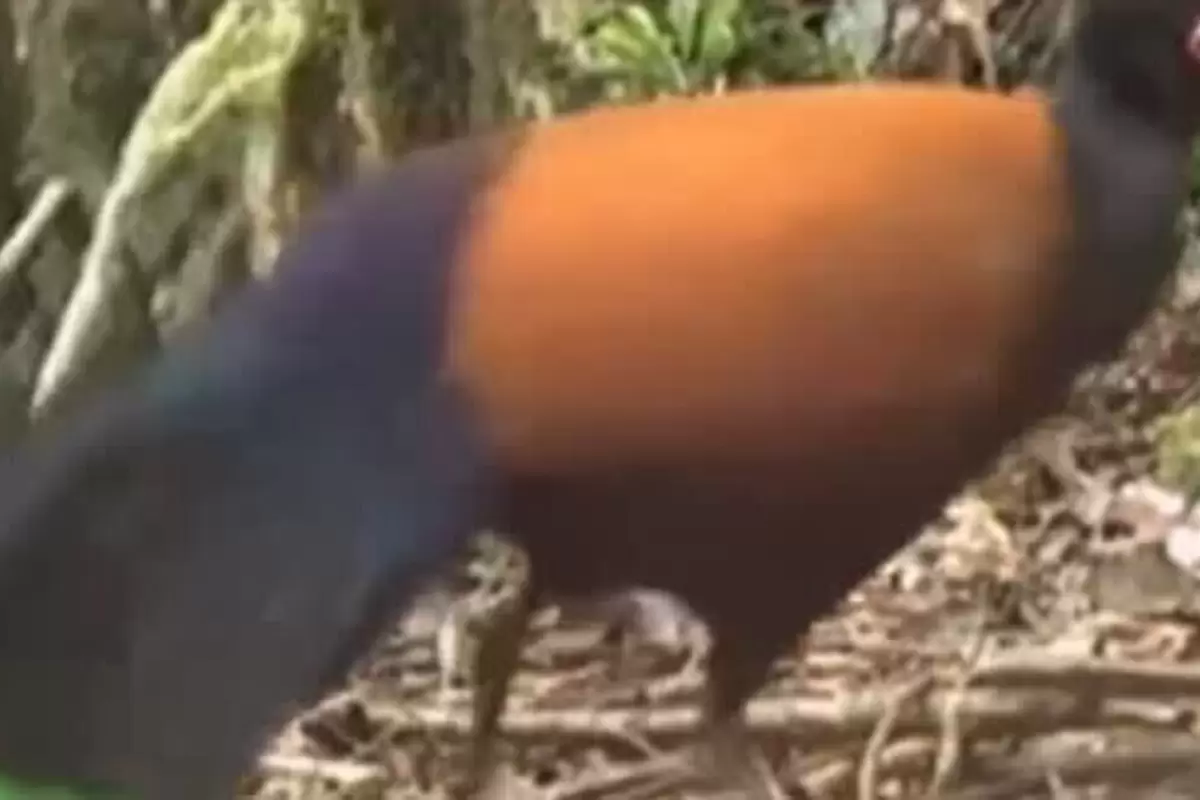 (ویدئو) دیده شدن پرنده‌ای که ۱۴۲ سال قبل منقرض شده بود!