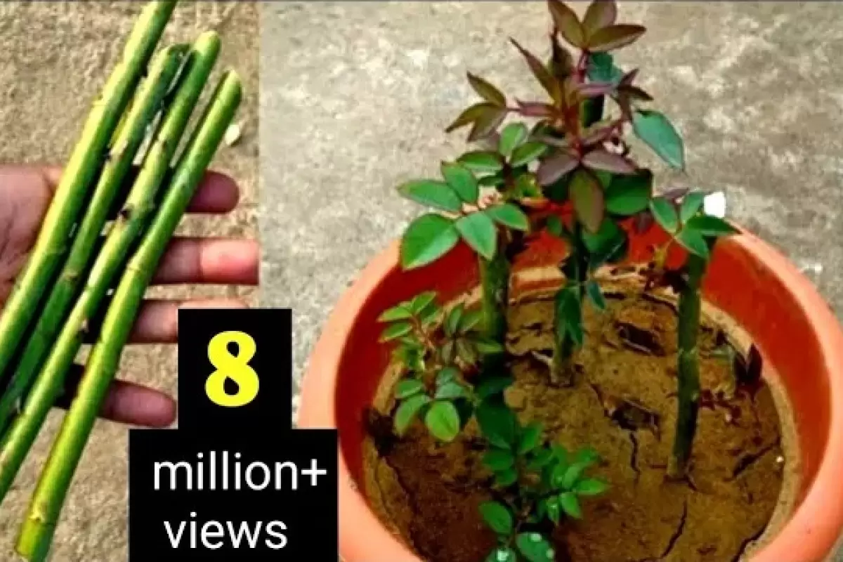 (ویدئو) نحوه رشد و تکثیر راحت گل رز از طریق قلمه