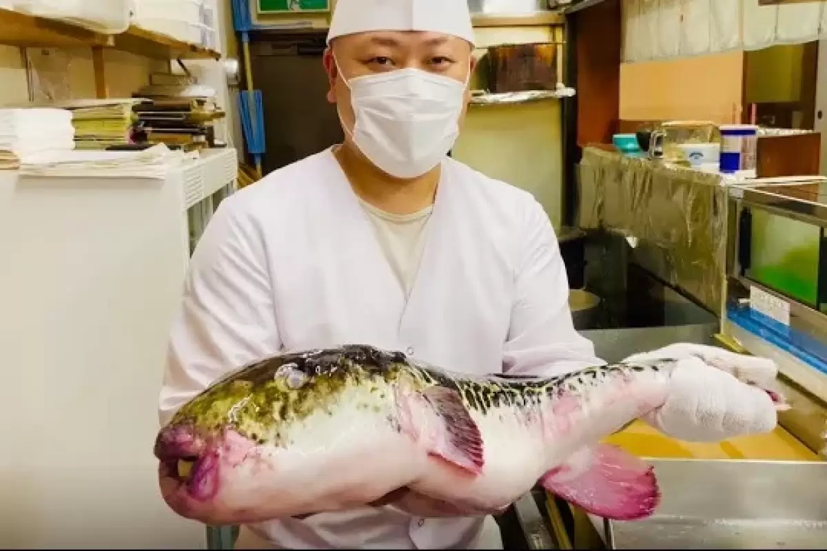 (ویدئو) نحوه پاک کردن ماهرانه و طبخ ماهی سمی بادکنکی توسط آشپز مشهور ژاپنی