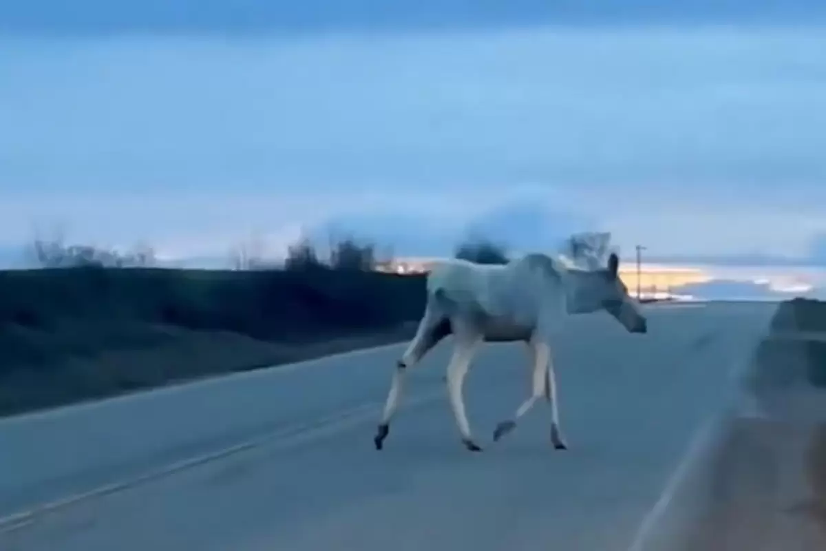 (ویدئو) راننده خوش‌شانس یک گوزن سفید کمیاب را دید