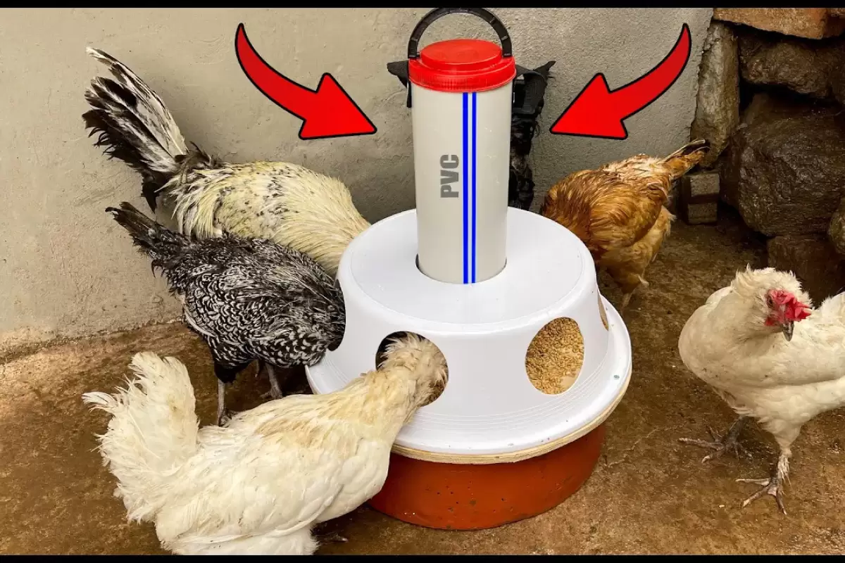 (ویدئو) نحوه درست کردن دانخوری مرغ ها با لوله پلیکا و تشت پلاستیکی