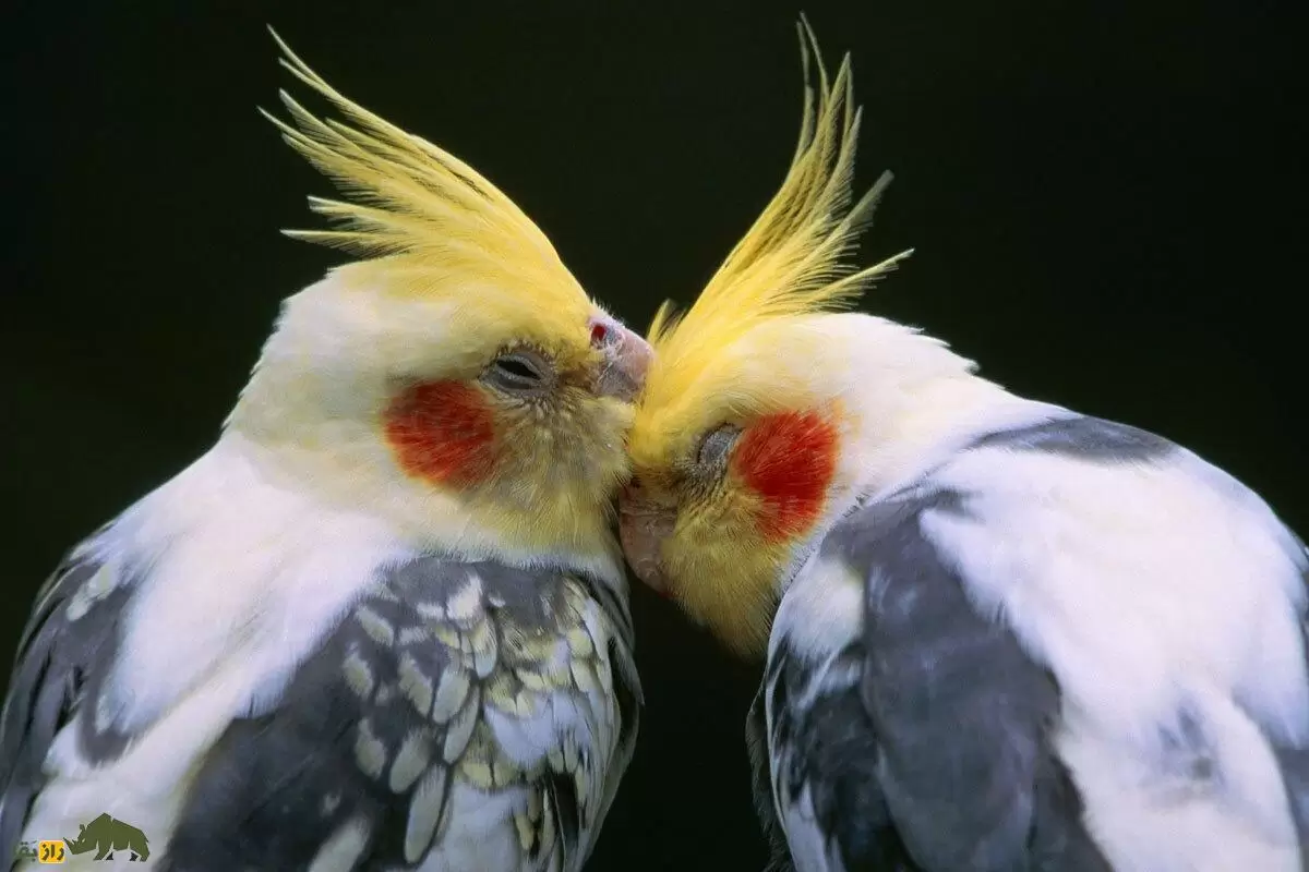 عروسِ تنها؛ رازهایی درباره عروس هلندی که پرنده‌فروش‌ها به شما نمی‌گویند!