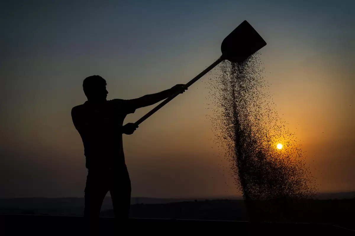 افزایش 5 درصدی خرید گندم/ اصفهان، گلستان و اردبیل پیشتاز شدند